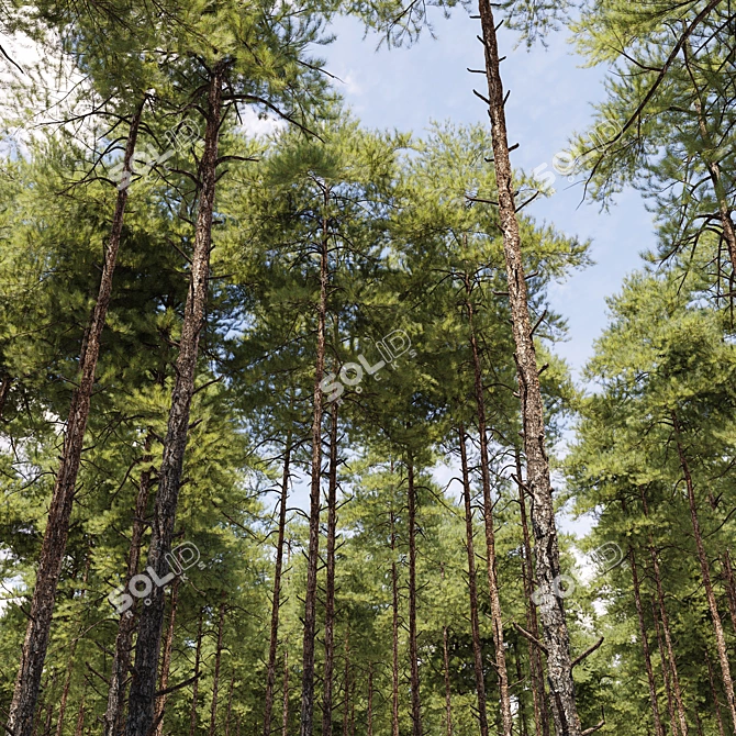 Scots Pine Tree Set 09 3D model image 2