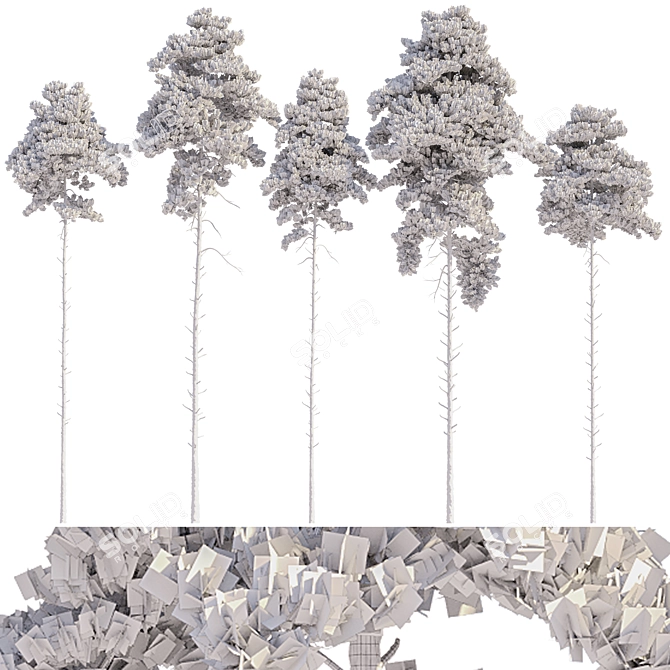 Scots Pine Tree Set 09 3D model image 3