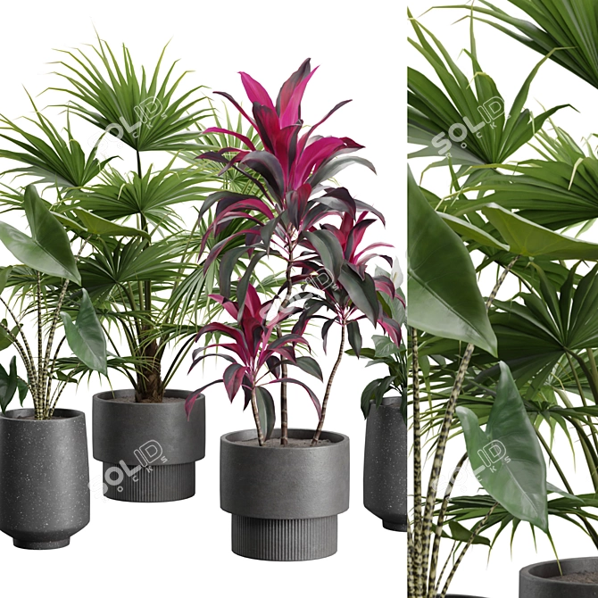 Exotic Indoor Plants Collection Pack 3D model image 3