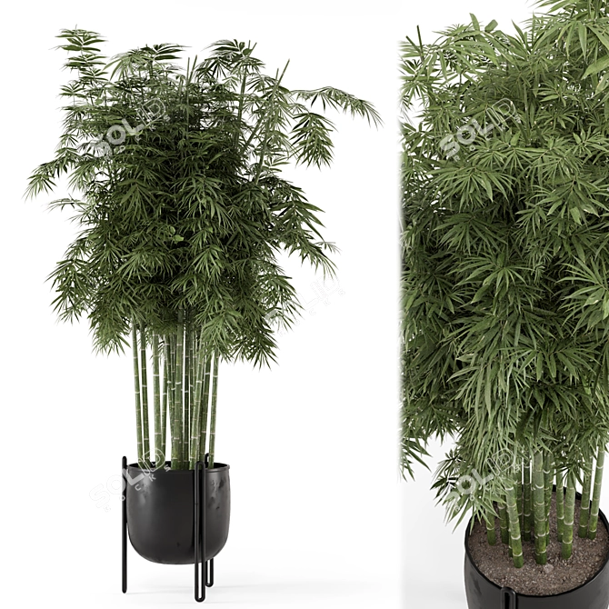 Bamboo Plants in Concrete Pots 3D model image 1