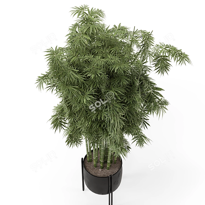 Bamboo Plants in Concrete Pots 3D model image 2