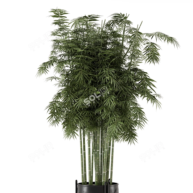 Bamboo Plants in Concrete Pots 3D model image 3