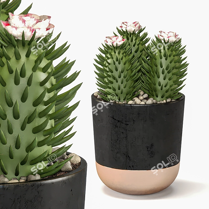 Succulent Trio Indoor Plant Set 3D model image 3