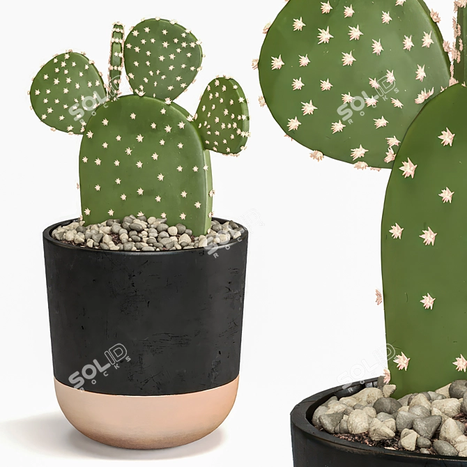 Succulent Trio Indoor Plant Set 3D model image 4