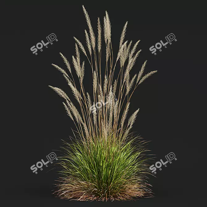 Ornamental Grass Calamagrostis Karl Foerster 3D model image 2