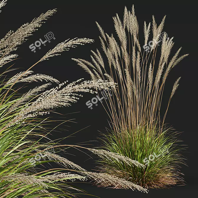 Ornamental Grass Calamagrostis Karl Foerster 3D model image 4