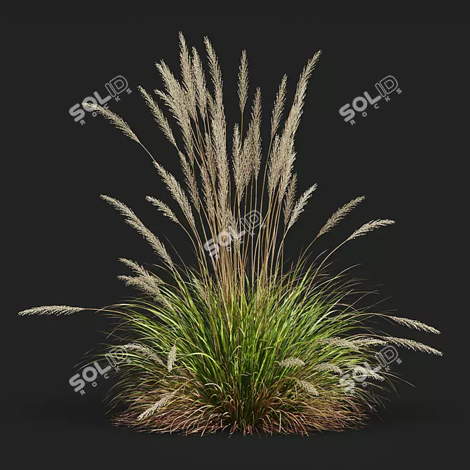 Ornamental Grass Calamagrostis Karl Foerster 3D model image 5