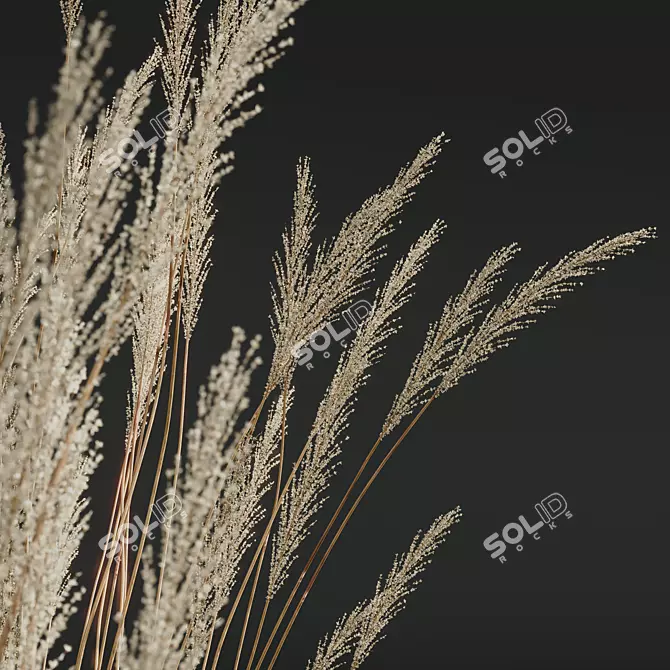 Ornamental Grass Calamagrostis Karl Foerster 3D model image 6