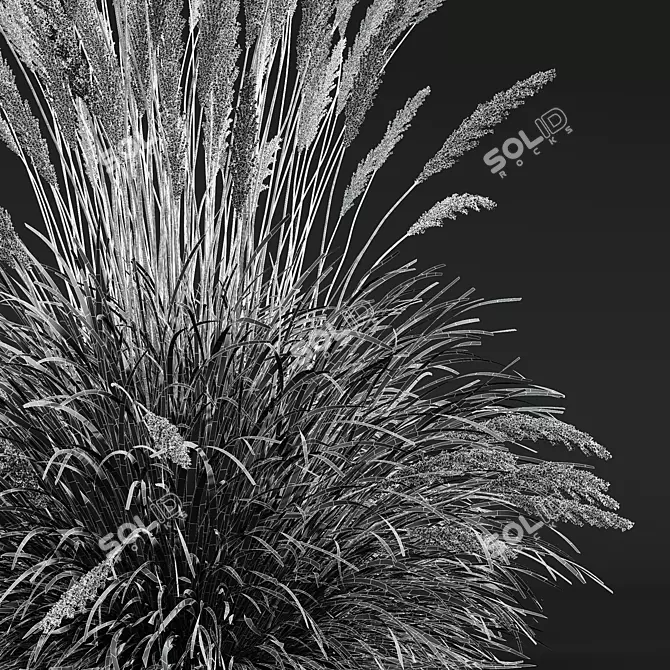 Ornamental Grass Calamagrostis Karl Foerster 3D model image 7