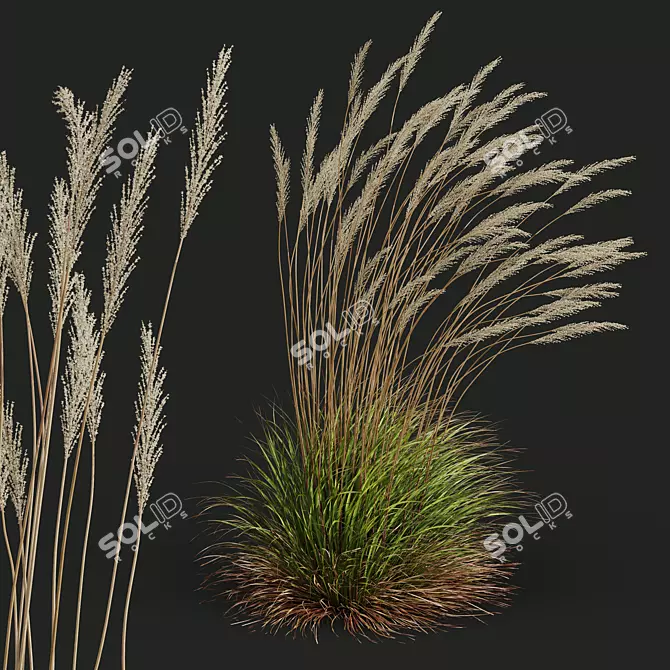 Golden Spike Karl Foerster Grass 3D model image 2