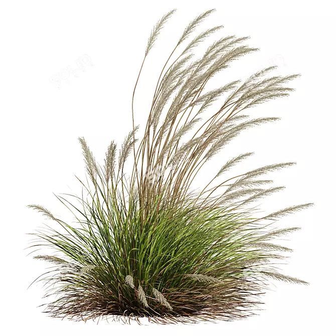 Golden Spike Karl Foerster Grass 3D model image 4