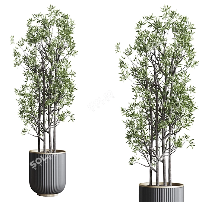 Modern Indoor Plant Set 3DMAX 3D model image 2