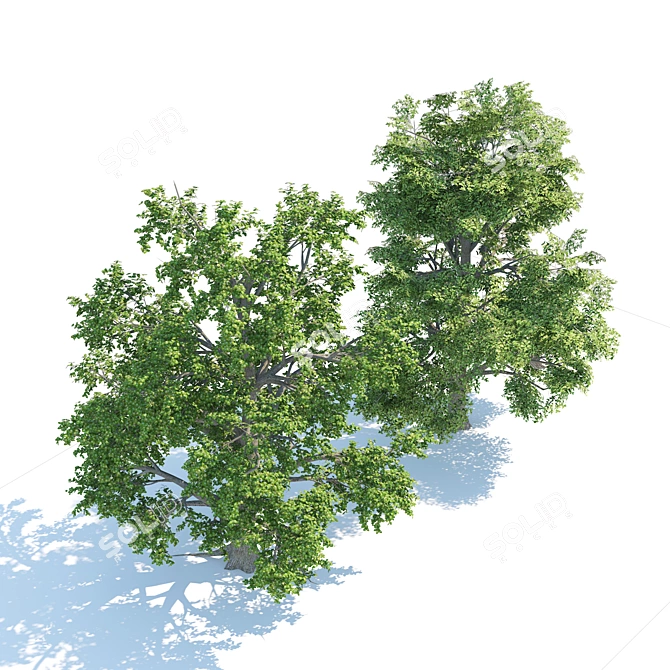 Optimized Broadleaf Tree Models 3D model image 2