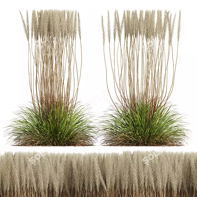 Golden Feather Calamagrostis Plant Model 3D model image 1