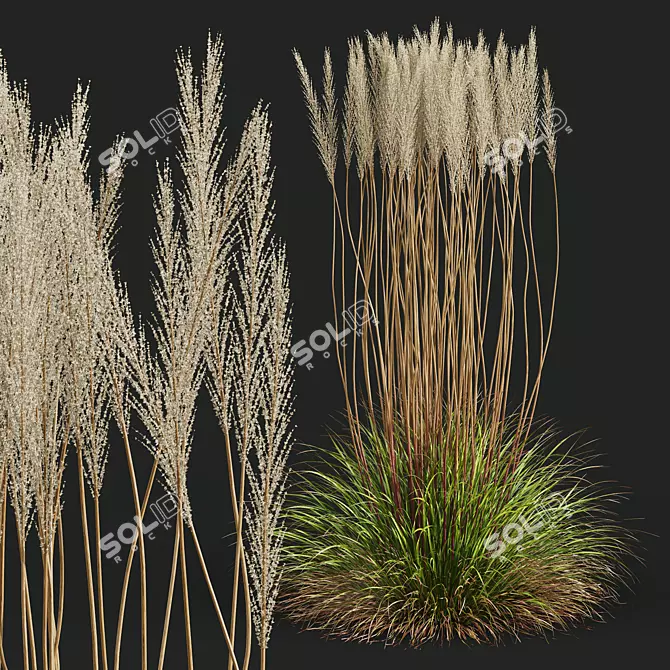 Golden Feather Calamagrostis Plant Model 3D model image 2