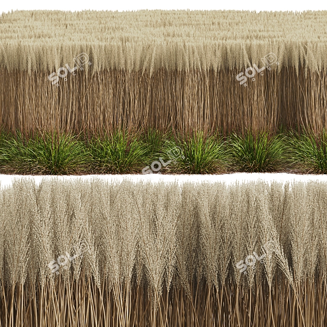 Golden Feather Calamagrostis Plant Model 3D model image 3