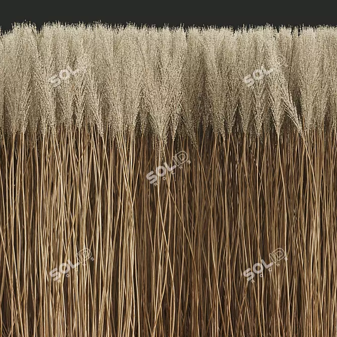 Golden Feather Calamagrostis Plant Model 3D model image 4