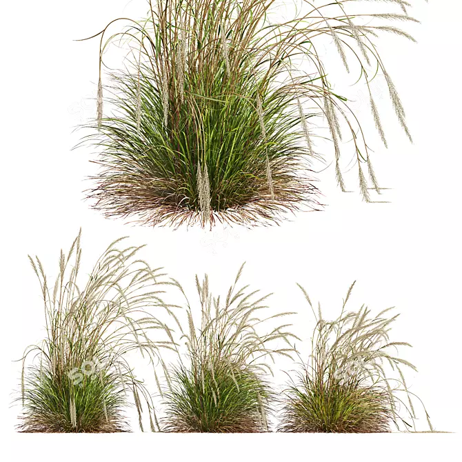 Golden Spike Ornamental Grass Model 3D model image 1