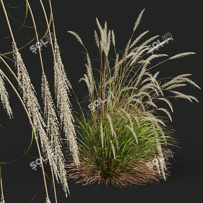 Golden Spike Ornamental Grass Model 3D model image 2