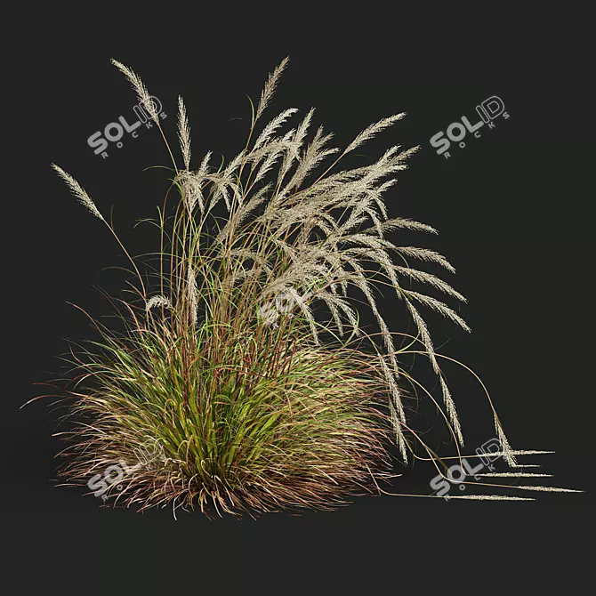 Golden Spike Ornamental Grass Model 3D model image 3