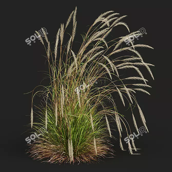 Golden Spike Ornamental Grass Model 3D model image 4