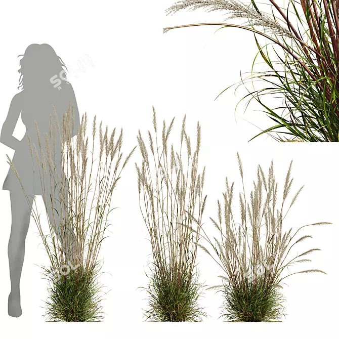 Golden-Hued Ornamental Grass 3D Models 3D model image 1