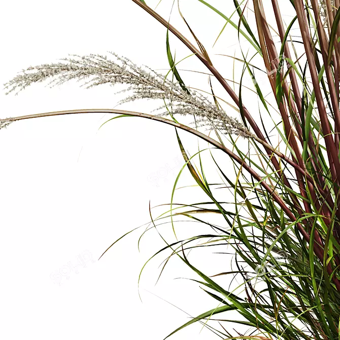 Golden-Hued Ornamental Grass 3D Models 3D model image 3