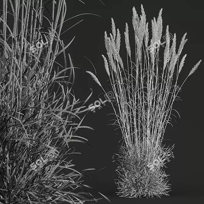 Golden-Hued Ornamental Grass 3D Models 3D model image 5