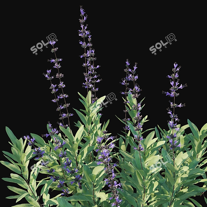 Salvia Sonorensis 3D Model Aspect 3D model image 2