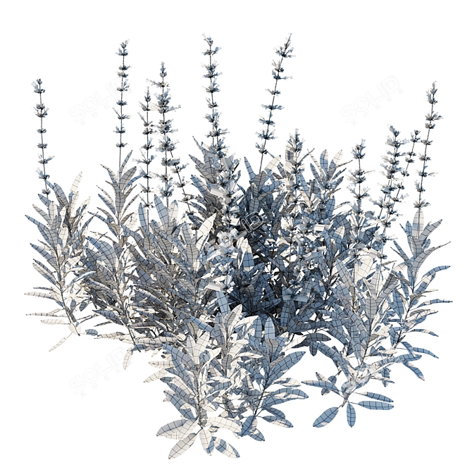 Salvia Sonorensis 3D Model Aspect 3D model image 3