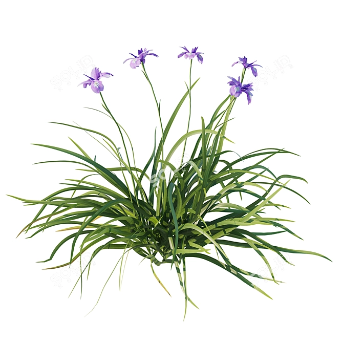 Douglas Iris 2017 Model 3D model image 2