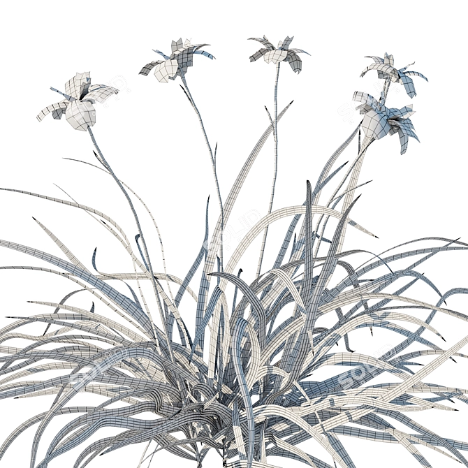 Douglas Iris 2017 Model 3D model image 4