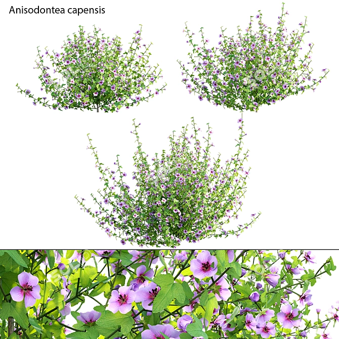 Versatile 3D African Mallow Model 3D model image 1