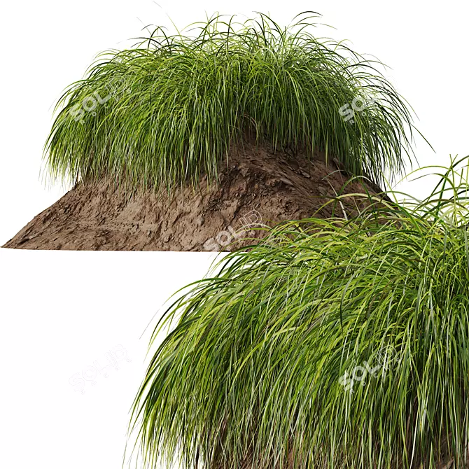 Golden Sedge 3D Plant Model 3D model image 2