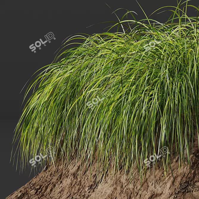 Golden Sedge 3D Plant Model 3D model image 3