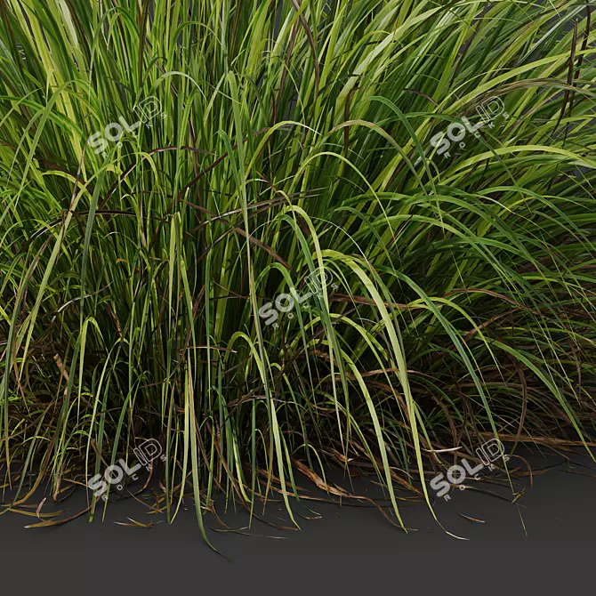 Golden Sedge Grass 3D Model 3D model image 2