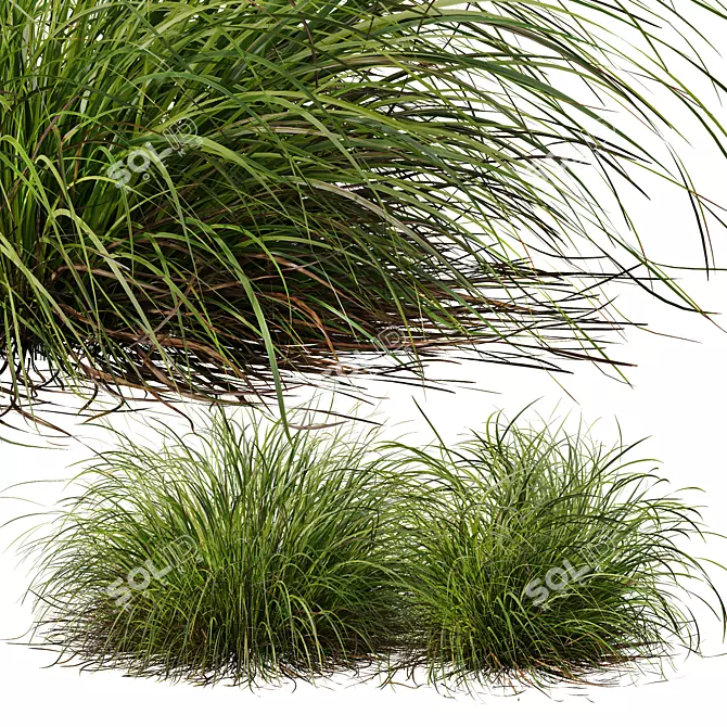 Golden Sedge Grass 3D Model 3D model image 4
