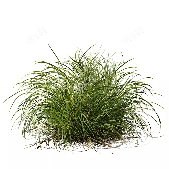 Golden Sedge Grass 3D Model 3D model image 5