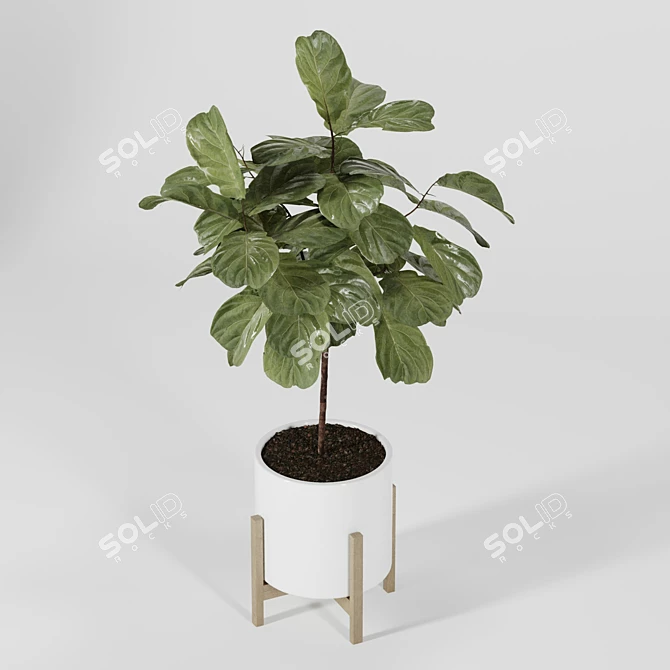 Modern Indoor Plant Collection Vol. 06 3D model image 23