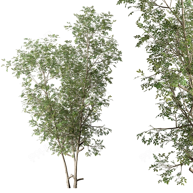 Sapling Sourwood Set 164 3D model image 1