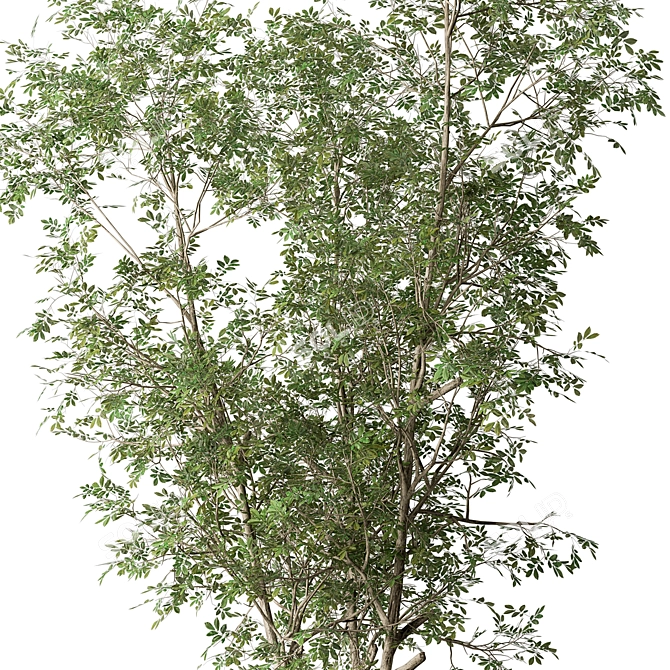 Sapling Sourwood Set 164 3D model image 2