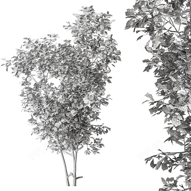 Sapling Sourwood Set 164 3D model image 3