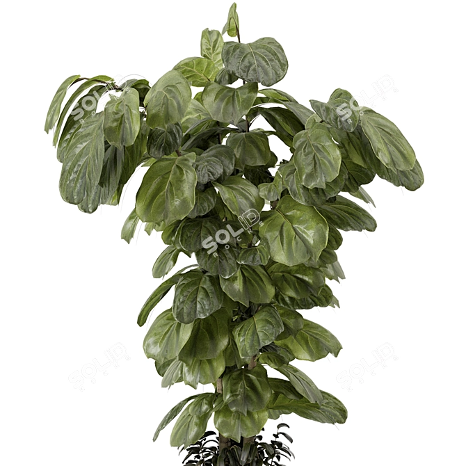 Modern Indoor Plants Set 3D 3D model image 3