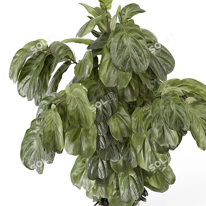 Modern Indoor Plants Set 3D 3D model image 4