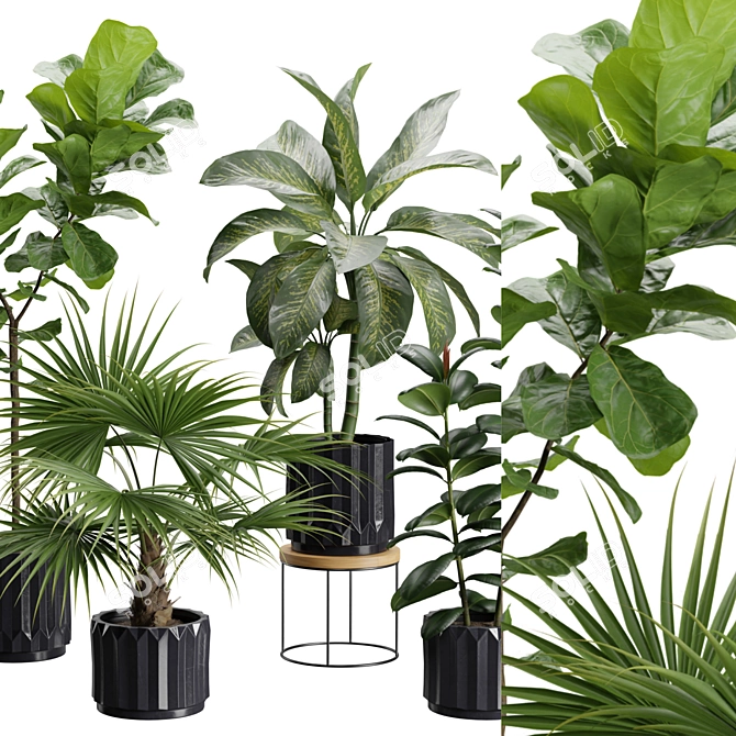 Exotic Indoor Plants Variety Pack 3D model image 2