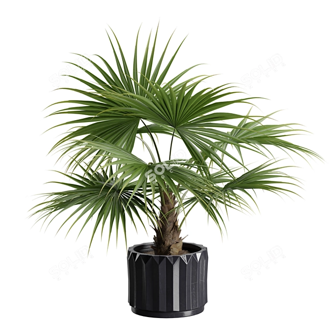 Exotic Indoor Plants Variety Pack 3D model image 4