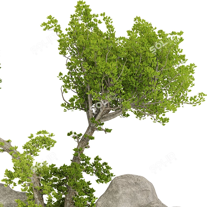 Outdoor Plant Collection Set Renderings 3D model image 11