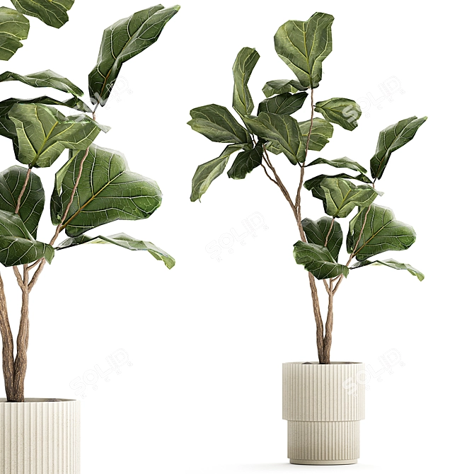 Stylish Ficus Lyrata Indoor Tree 3D model image 1