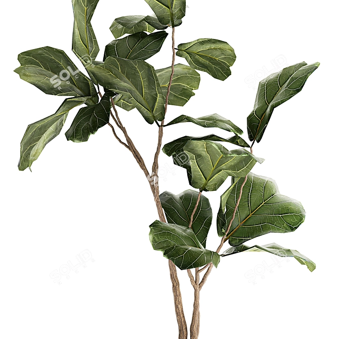 Stylish Ficus Lyrata Indoor Tree 3D model image 2