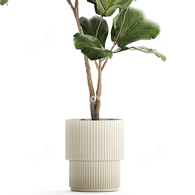 Stylish Ficus Lyrata Indoor Tree 3D model image 3